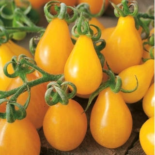 Pomidor Peardrops - gruntowy, żółte owoce w kształcie gruszki