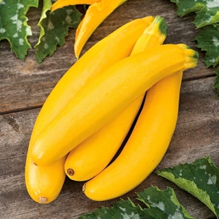 Cukinia Bananowy Song F1 - żółta