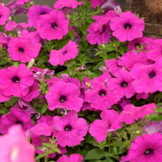 Petunia ogrodowa - Kaskada różowa