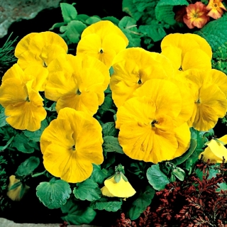 Bratek wielkokwiatowy - żółty Goldgelb, Coronation Gelb