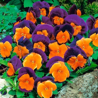 Bratek wielkokwiatowy - pomarańczowo-fioletowy Orange Violet