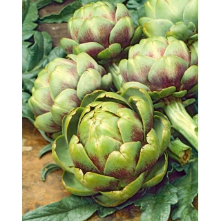Karczoch Vert De Provence - niskokaloryczne, prozdrowotne warzywo