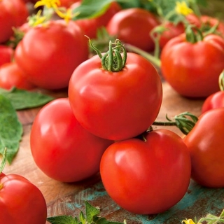 Pomidor Apis - gruntowy, o okrągłych, twardych owocach