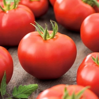 Pomidor Atol - gruntowy, wczesny, niski