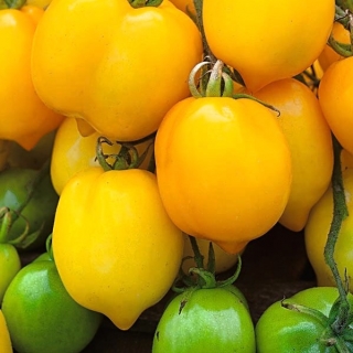 Pomidor Citrina - gruntowy, wysoki, w kształcie cytryny