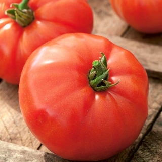 Pomidor Hector F1 - gruntowy i pod osłony, karłowy