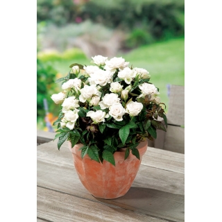 Róża miniaturowa - White, Alba Meidiland - sadzonka
