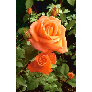 Róża wielkokwiatowa łososiowa - sadzonka