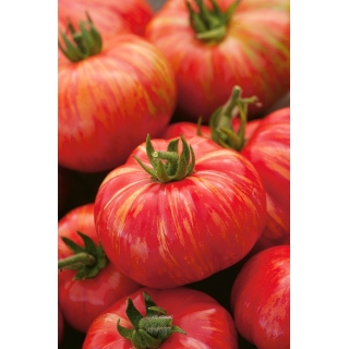 Pomidor Duo - gruntowy, wysoki