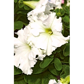 Petunia ogrodowa Koronkowy Welon - biała