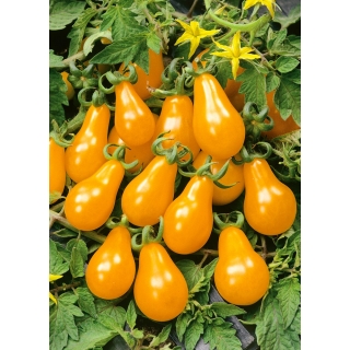 Pomidor Perun - żółty, gruszkokształtny, wspaniały do sałatek i dekoracji