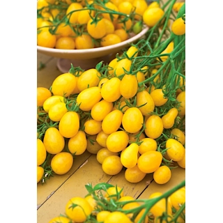 Pomidor Ildi - żółty czereśniowy, koktajlowy, nawet 150 owoców na jednej roślinie!