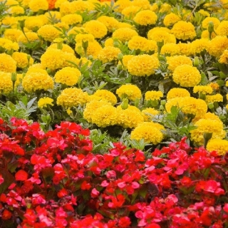 Begonia stale kwitnąca czerwona + aksamitka wielkokwiatowa żółta - zestaw 2 gatunków nasion kwiatów
