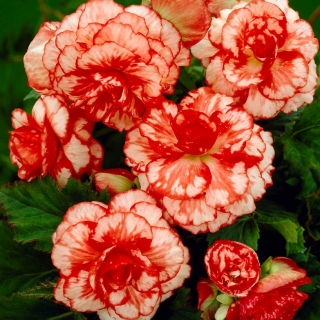 Begonia - Marmorata - czerwono-biała - 2 szt.