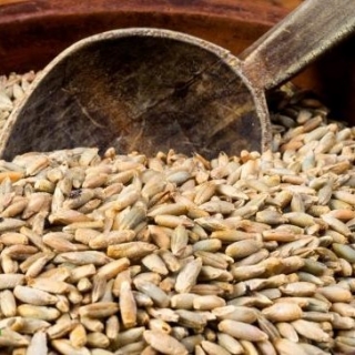 BIO Nasiona na kiełki - Żyto - certyfikowane nasiona ekologiczne