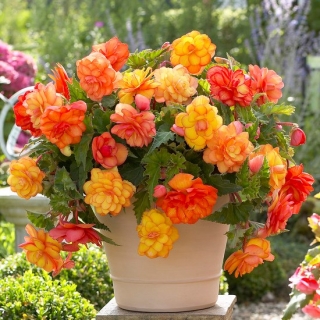 Begonia - Golden Balcony - kwiaty o ciepłych odcieniach - 2 szt