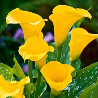 Calla żółta - Yellow