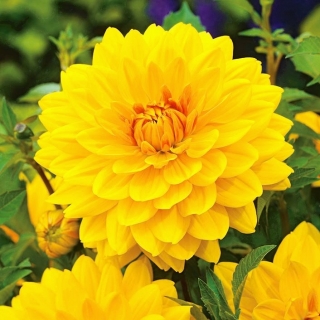 Dalia żółta - Dahlia Yellow