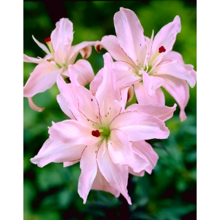 Lilia azjatycka pełna - Spring Pink