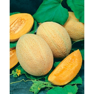 Melon Junior - miąższ pomarańczowy, gruby i aromatyczny