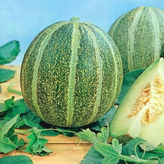 Melon Model
