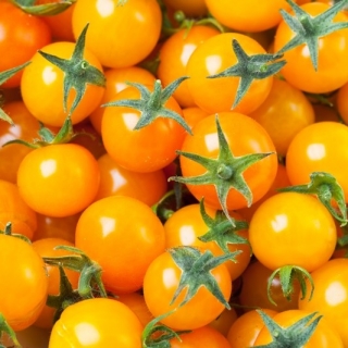 Pomidor Sungella - koktajlowy żółty