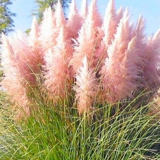 Trawa pampasowa - Różowa - sadzonka