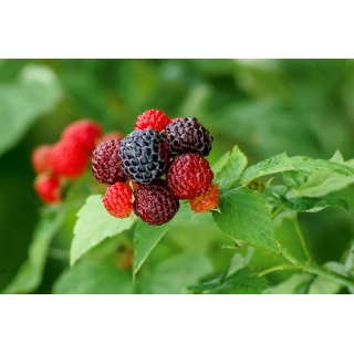 Malina czarna - Rubus occidentalis - sadzonka
