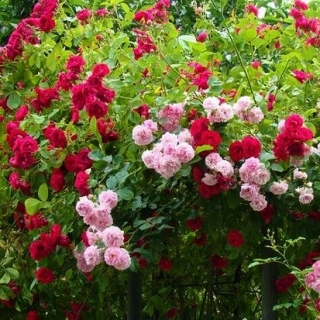 Róża mix - sadzonka w doniczce