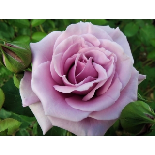 Róża wielkokwiatowa fioletowa - sadzonka w doniczce