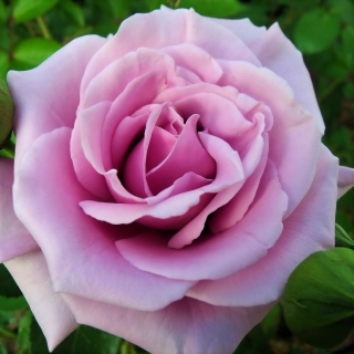 Róża wielkokwiatowa fioletowa - sadzonka w doniczce