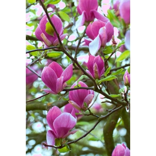 Magnolia ciemnoróżowa - Susan