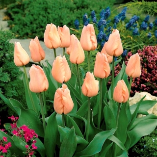 Tulipan morelowy - Apricot - duża paczka! - 50 szt.
