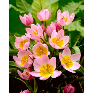 Tulipan botaniczny - Lilac Wonder - duża paczka! - 50 szt.