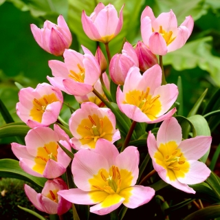 Tulipan botaniczny - Lilac Wonder - duża paczka! - 50 szt.