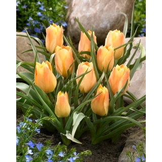 Tulipan Batalinii Bright Gem - 5 szt.