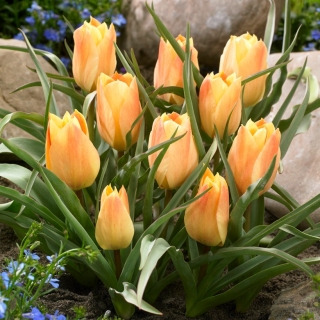 Tulipan Batalinii Bright Gem - 5 szt.