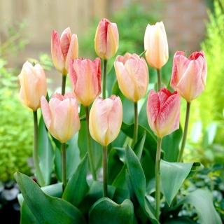 Tulipan Flaming Purissima - 5 szt.