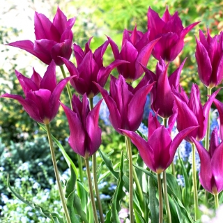 Tulipan Purple Dream - 5 szt.