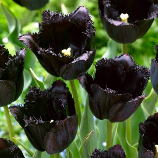 Tulipan Fringed Black - najbardziej czarny tulipan ze wszystkich! - 5 szt.