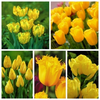 Zestaw tulipanów w kolorze żółtym - 200 szt.