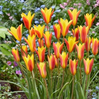 Tulipan Chrysantha - duża paczka! - 50 szt.