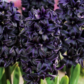 Hyacinth Dark Dimension - black - large package! - 10 pcs