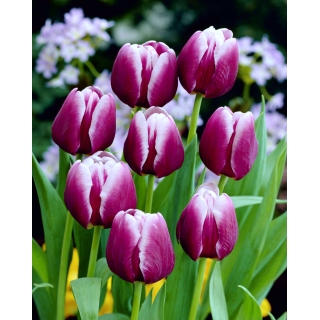 Tulipan Arabian Mystery - duża paczka! - 50 szt.
