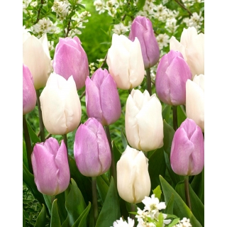 Tulipan Candy Prince + White Prince - zestaw 2 odmian - 50 szt.
