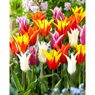Tulipany liliokształtne - mix kolorów - 60 szt.