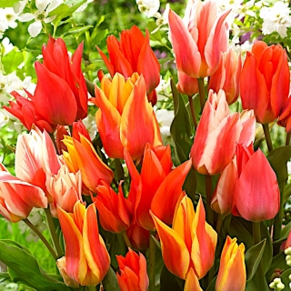 Canada mix - zestaw 3 odmian tulipanów - 45 szt.