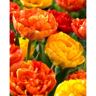 Tulipan Sun Lover + Yellow Pomponette - zestaw 2 odmian - 50 szt.
