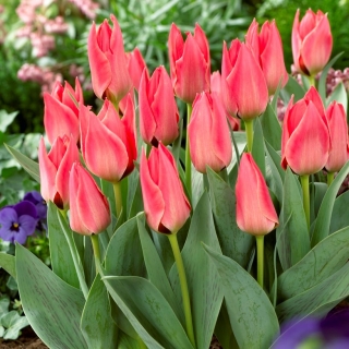 Tulipan niski różowy - Greigii pink - duża paczka! - 50 szt.