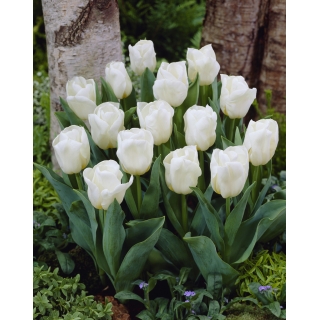 Tulipan niski biały - Greigii white - duża paczka! - 50 szt.